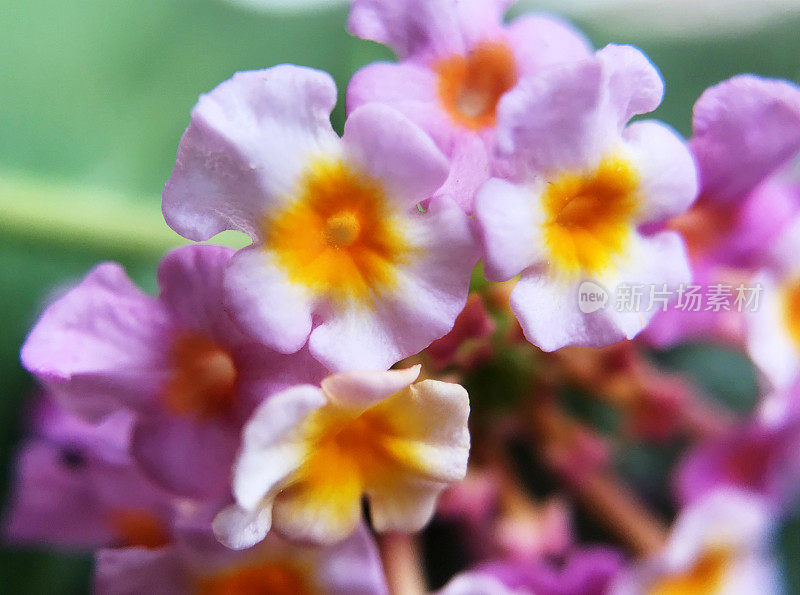 藤本植物的花瓣(Lantana × aculeata)